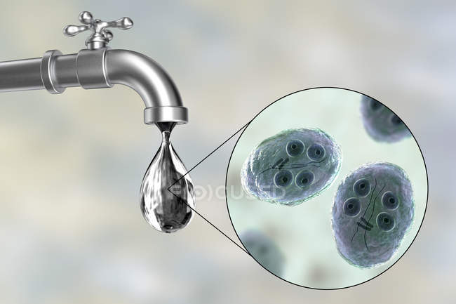 Konzeptionelle digitale Illustration, die Giardia intestinalis Parasiten in Wassertropfen aus schmutzigem Wasserhahn zeigt. — Stockfoto