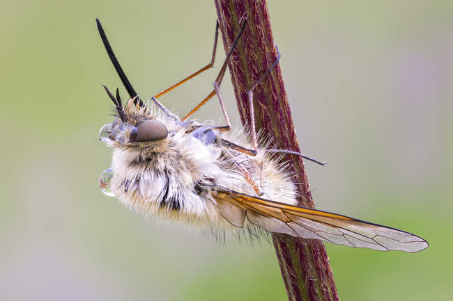 Nahaufnahme einer Bienenfliege, die am Wildblumenstamm hängt. — Stockfoto