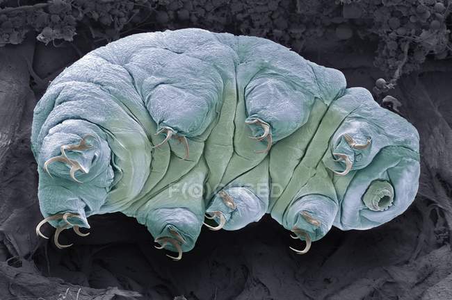 Coloured scanning electron micrograph of tardigrade water bear. — Stock Photo