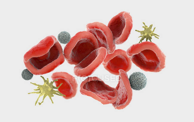 3d ilustración de eritrocitos de glóbulos rojos, leucocitos de glóbulos blancos y trombocitos de plaquetas
. - foto de stock