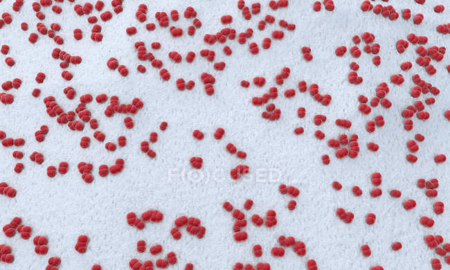 3d ilustración de color rojo Meningococo meningitis bacterias patógenos
. - foto de stock