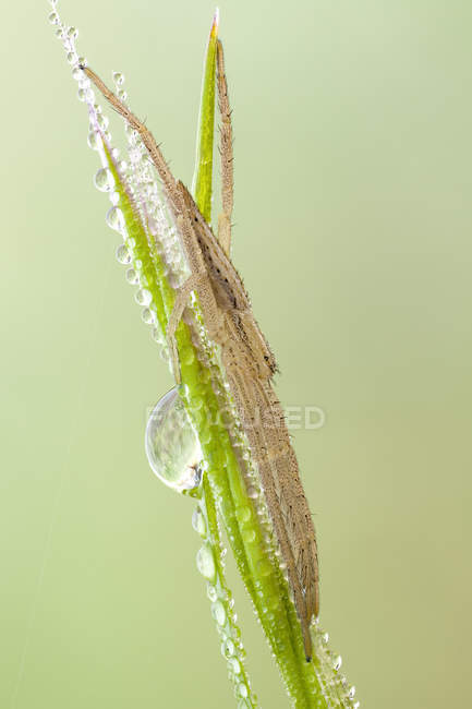 Close-up of nursery web spider on blade of grass covered by dew drops. — Stock Photo