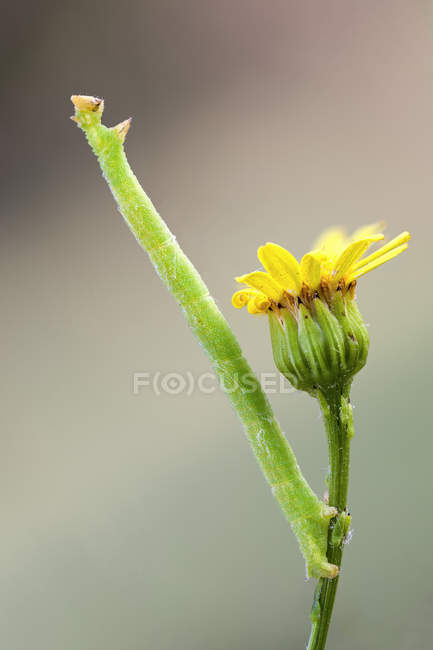 Close-up of Geometrid moth caterpillar mimicking branch on wild plant stem. — Stock Photo
