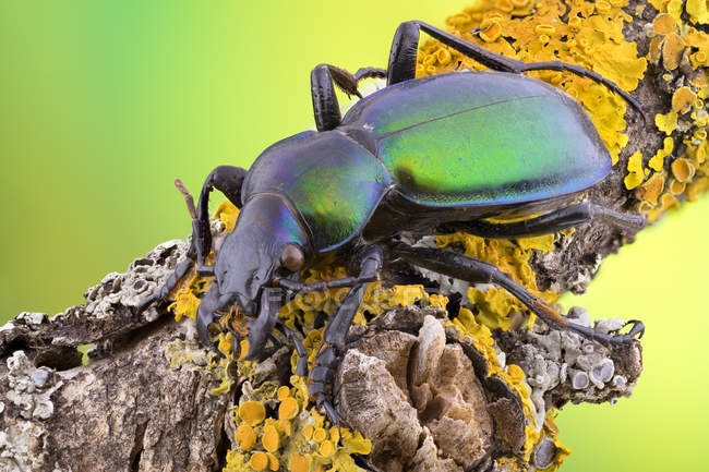 Green carabid beetle sitting on yellow lichen-covered branch. — Stock Photo