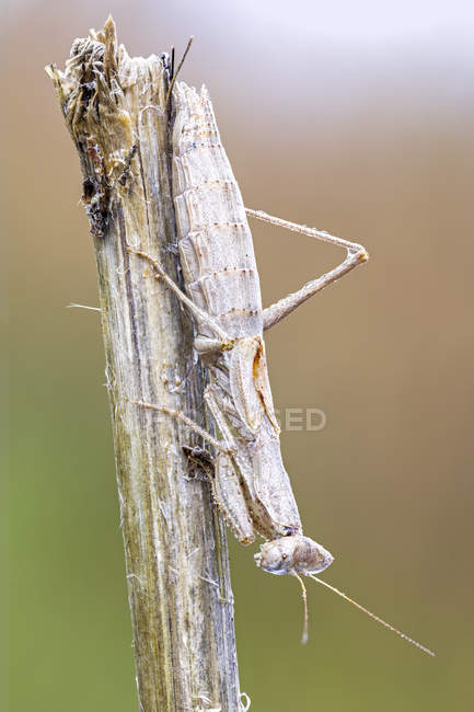 Camouflaged praying mantis sitting on dried branch. — Stock Photo