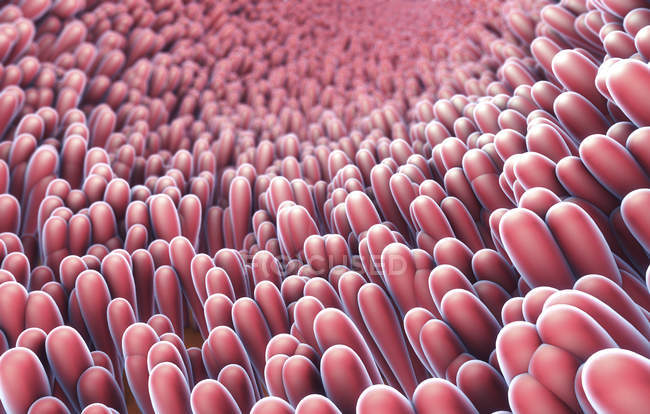 Illustrazione 3d di proiezioni di villi intestinali simili a dita che si estendono in lume di intestino tenue — Foto stock