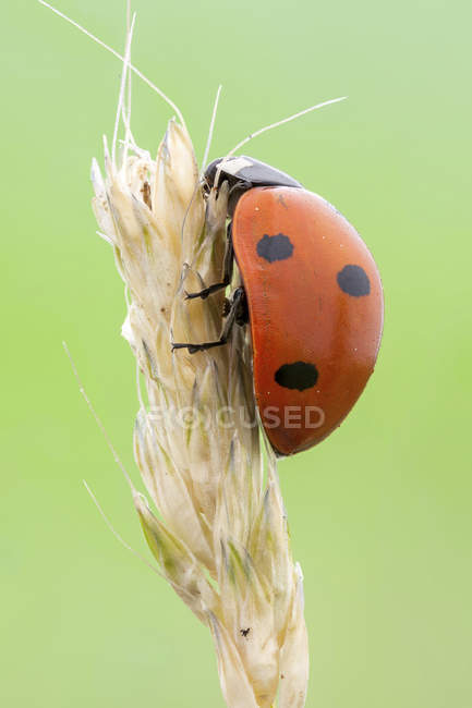 Seven spot ladybird sitting on wild plant. — Stock Photo