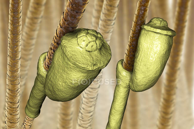 Digital illustration of nits eggs of human head louse attached to human hair. — Stock Photo