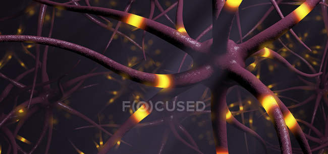 Ilustración digital 3D de la transmisión de células nerviosas
. - foto de stock