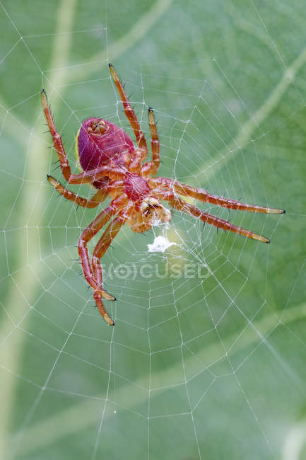 Close-up of red orb weaver spider at center of web. — Stock Photo