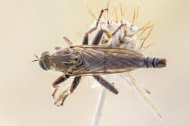 Robber fly sitting on wildflower, close-up. — Stock Photo