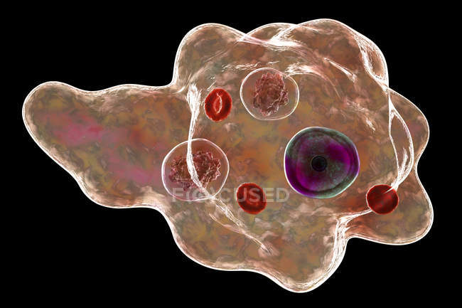 Енамеба gingivalis паразитарного патогена одноклітинним протозойних, амеби в порожнині рота, цифрова ілюстрація. — стокове фото