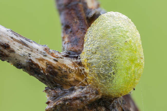 Primer plano de larva de polilla en capullo en rama de planta . - foto de stock