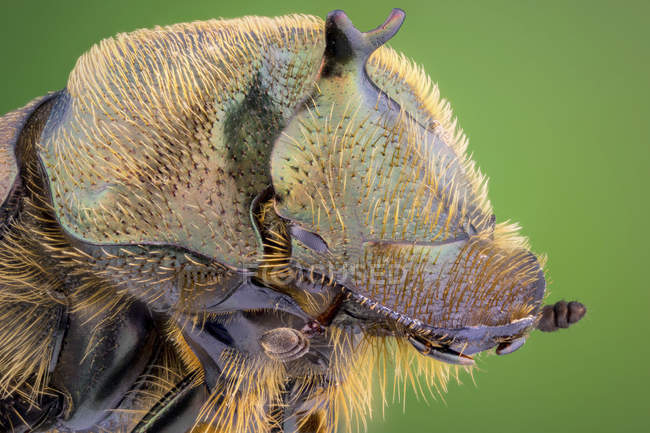 Close-up do verdadeiro retrato do besouro do esterco na vida selvagem . — Fotografia de Stock