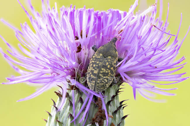 Cardo bud weevil sentado em flor de cardo comum . — Fotografia de Stock
