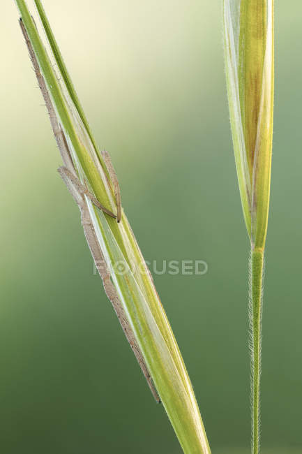 Slender crab spider hiding on thin grass. — Stock Photo