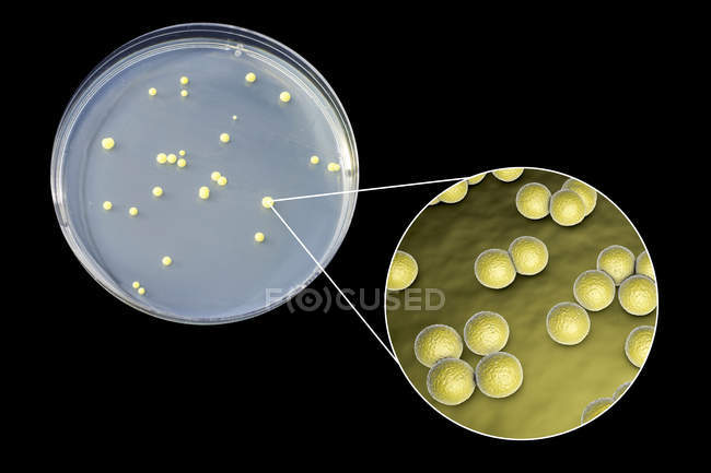 Micrococcus luteus бактерии на поверхности питательной среды в чашке Петри
. — стоковое фото