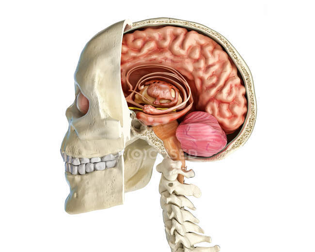 Human skull mid sagittal cross-section with brain on white background. — Stock Photo