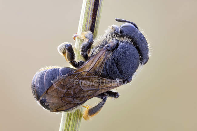 Gros plan d'un insecte hyménoptère accroché à la tige d'une plante . — Photo de stock