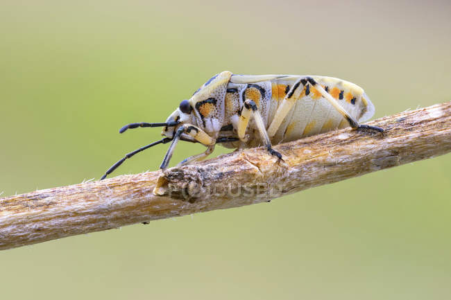 Colorful harlequin bug sitting on thin plant branch. — Stock Photo