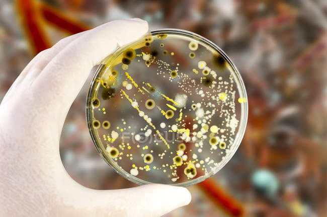 Imagen compuesta de cultivos bacterianos y fúngicos en placa de Petri en mano científica frente a la ilustración microbiana . - foto de stock