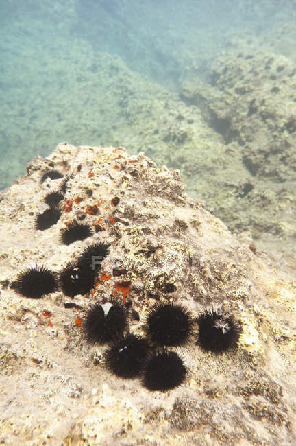 Erizos de mar sobre rocas marinas submarinas . - foto de stock