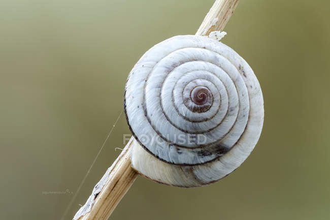Close-up of ground snail in hibernation on thin branch. — Stock Photo