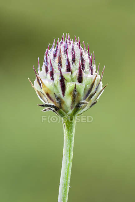 Primo piano della fioritura del fiore selvatico tyrimnus che cresce all'aperto . — Foto stock