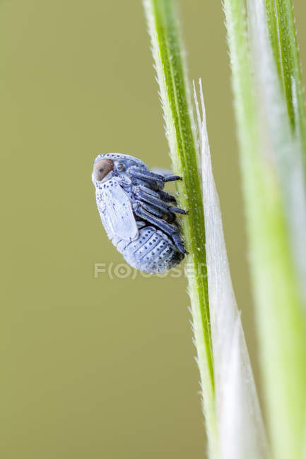 Tree hopper nymph perched on plant. — Stock Photo