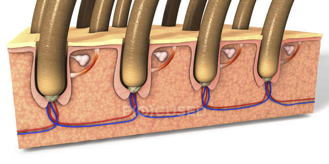 Ilustración de la sección transversal de la piel humana con folículos pilosos y vasos sanguíneos . - foto de stock
