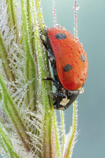 Seven spot ladybug on dew-covered spike. — Stock Photo