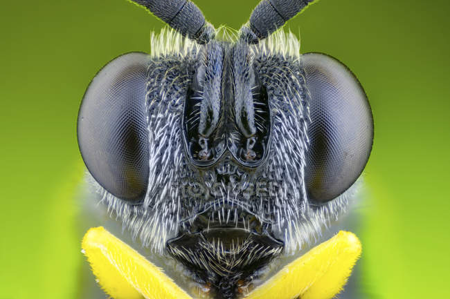 Avispa parasitaria con ojos y antenas, retrato frontal . - foto de stock