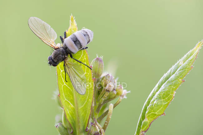 Nahaufnahme einer entomopathogenen Pilzinfektion an Tigerfliege auf Wildpflanzenblatt. — Stockfoto