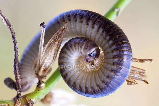 Close-up de milípede em posição espiral defensiva na planta selvagem . — Fotografia de Stock