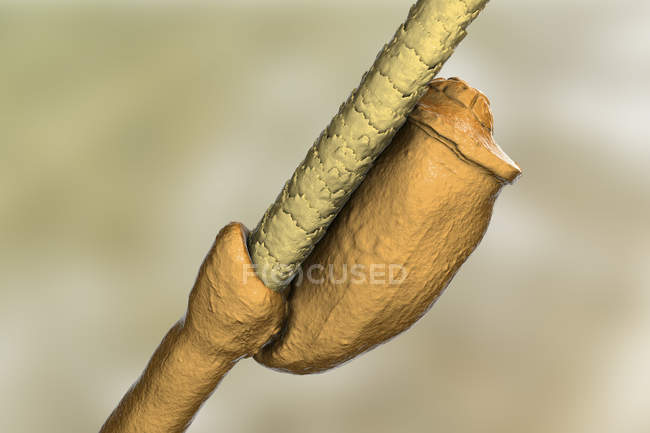 Digitale Illustration von Nissen-Ei der menschlichen Kopflaus, das an menschlichen Haaren befestigt ist. — Stockfoto