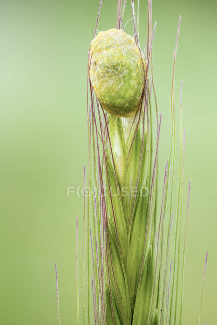Close-up de casulo de lagarta em cima de cabeça de semente de grama . — Fotografia de Stock