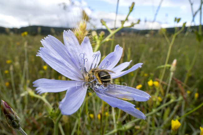 Habropoda Бджола на загальний цикорій квітка в області. — стокове фото