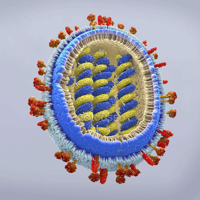Ilustração 3d do patógeno da gripe na seção transversal . — Fotografia de Stock
