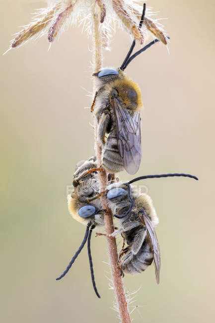 Sleeping long horned bees on wild plant. — Stock Photo