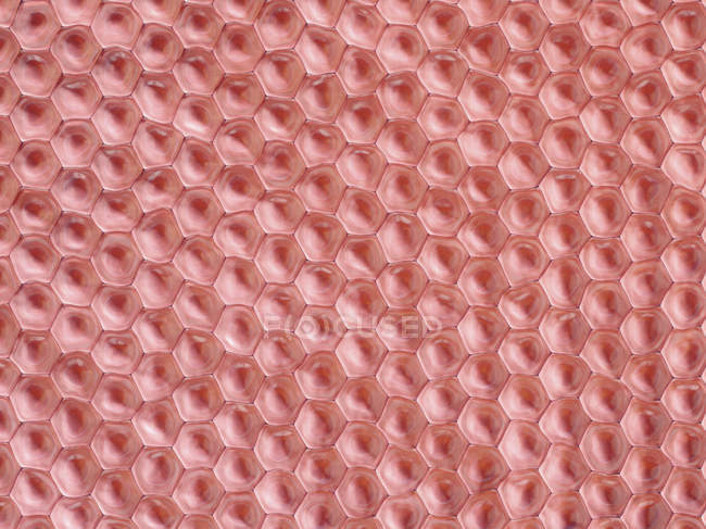 3D-Illustration der Draufsicht auf hautfarbene Zellmuster. — Stockfoto