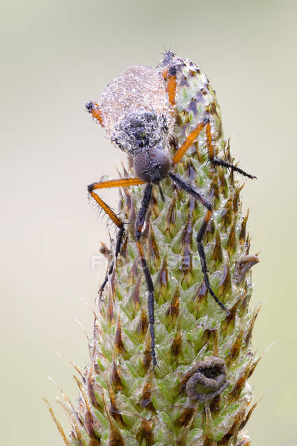 Daga mosca sentado en Plantago lanceolata planta . - foto de stock
