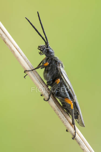 Orange knee sawfly sitting on plant stem. — Stock Photo
