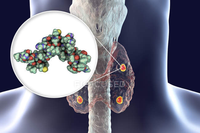 Illustration de glandes parathyroïdes rouges accentuées derrière la glande thyroïde et de molécules d'hormone parathyroïde
. — Photo de stock