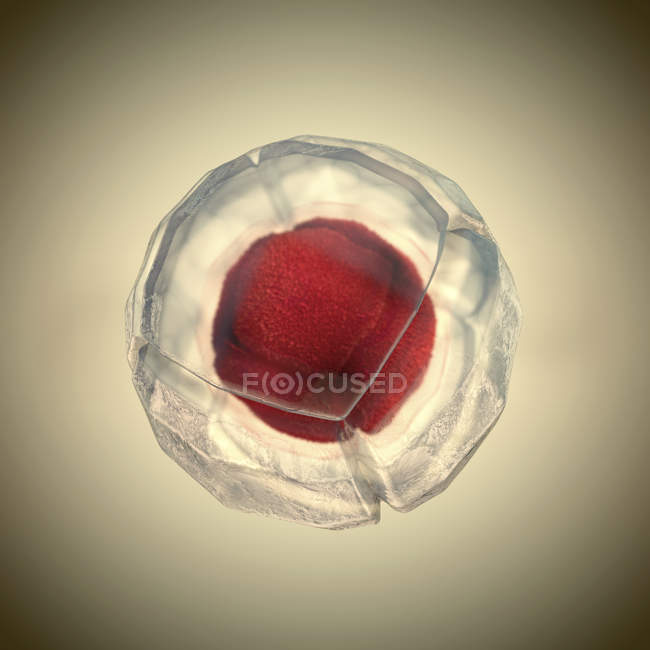 Ilustración 3d de división celular, membrana celular y núcleo rojo de división
. - foto de stock