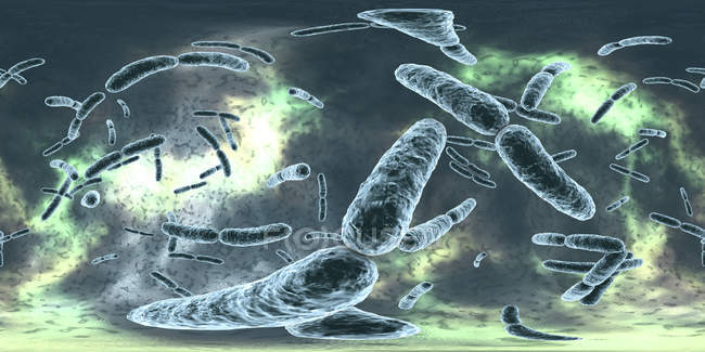 Бактерии Lactobacillus, цифровая иллюстрация с панорамой 360 градусов
. — стоковое фото