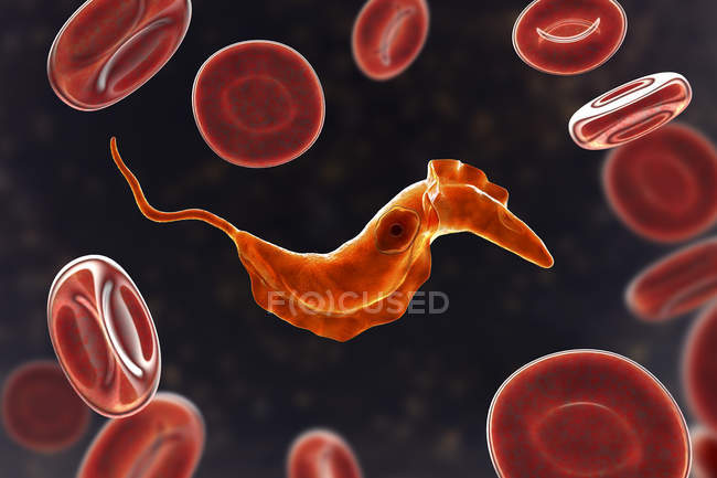 Ilustración digital del parásito del tripanosoma en la sangre que causa la enfermedad de Chagas . - foto de stock