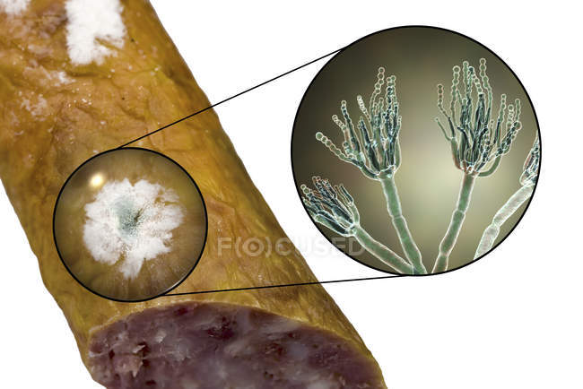Salsicha fumada mofo e ilustração do fungo microscópico Penicillium causando deterioração dos alimentos e produzindo penicilina antibiótica . — Fotografia de Stock