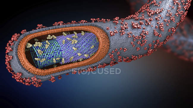 Illustration 3D de la coupe transversale de l'agent pathogène Ebola . — Photo de stock