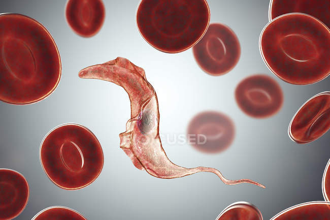 Illustrazione digitale del parassita tripanosoma nel sangue che causa la malattia di Chagas
. — Foto stock