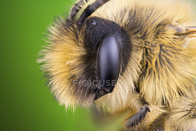 Close-up of mining bee portrait, scientific macrophotography. — Stock Photo